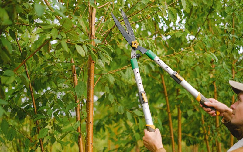 Tree trimming in Santa Fe Springs, CA